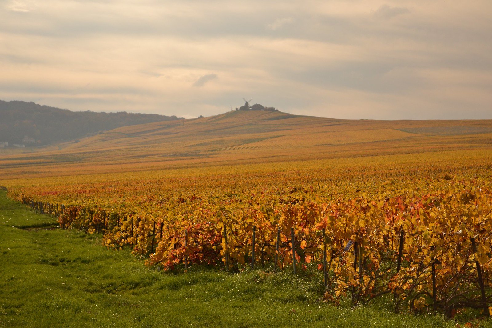 Karge Schönheit. Bild www.tourisme-en-champagne.com