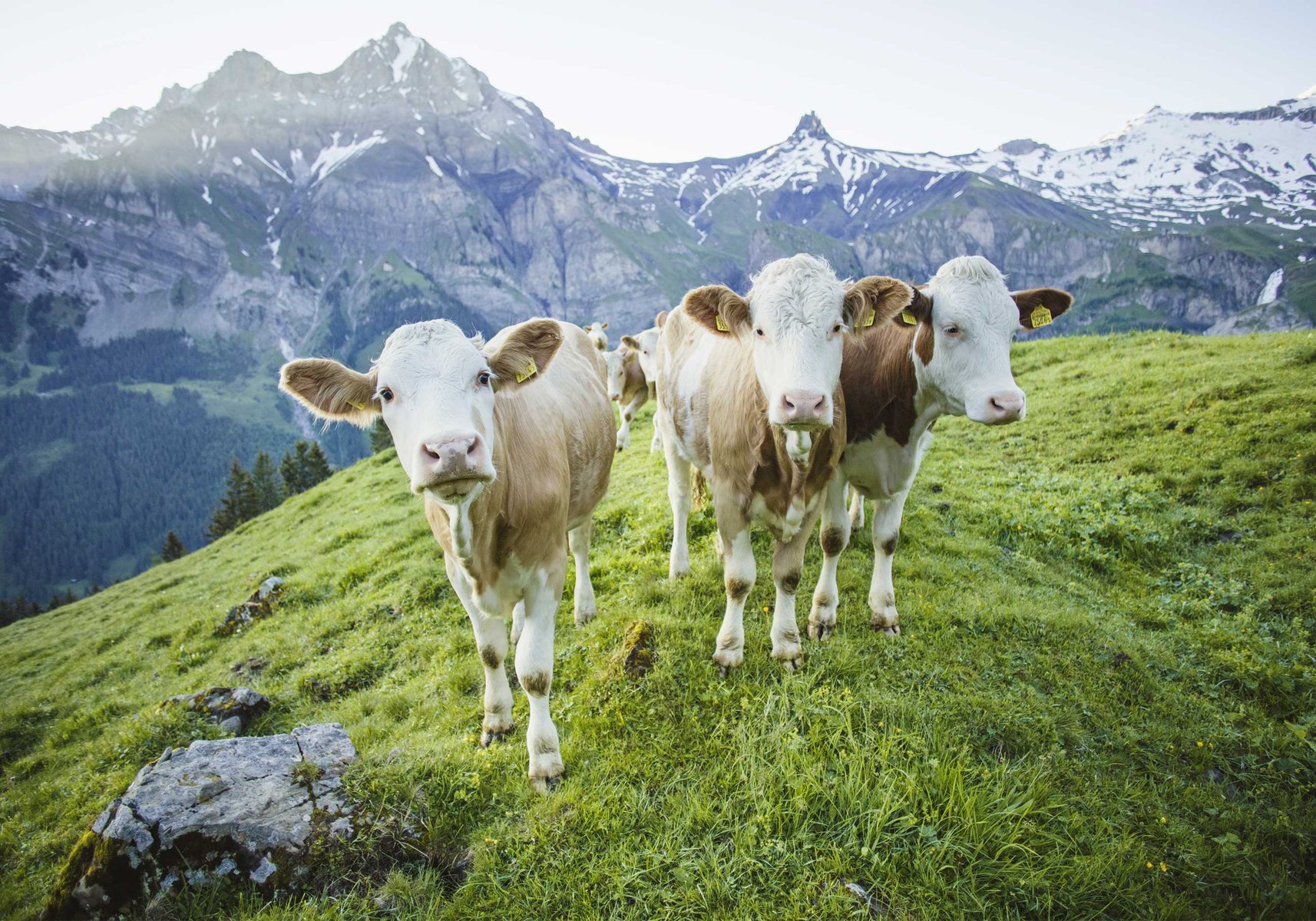 Geister brauchen Raum, der ihnen im städtischen Umfeld zunehmend abhanden kommt. Bild: Adelboden Tourismus