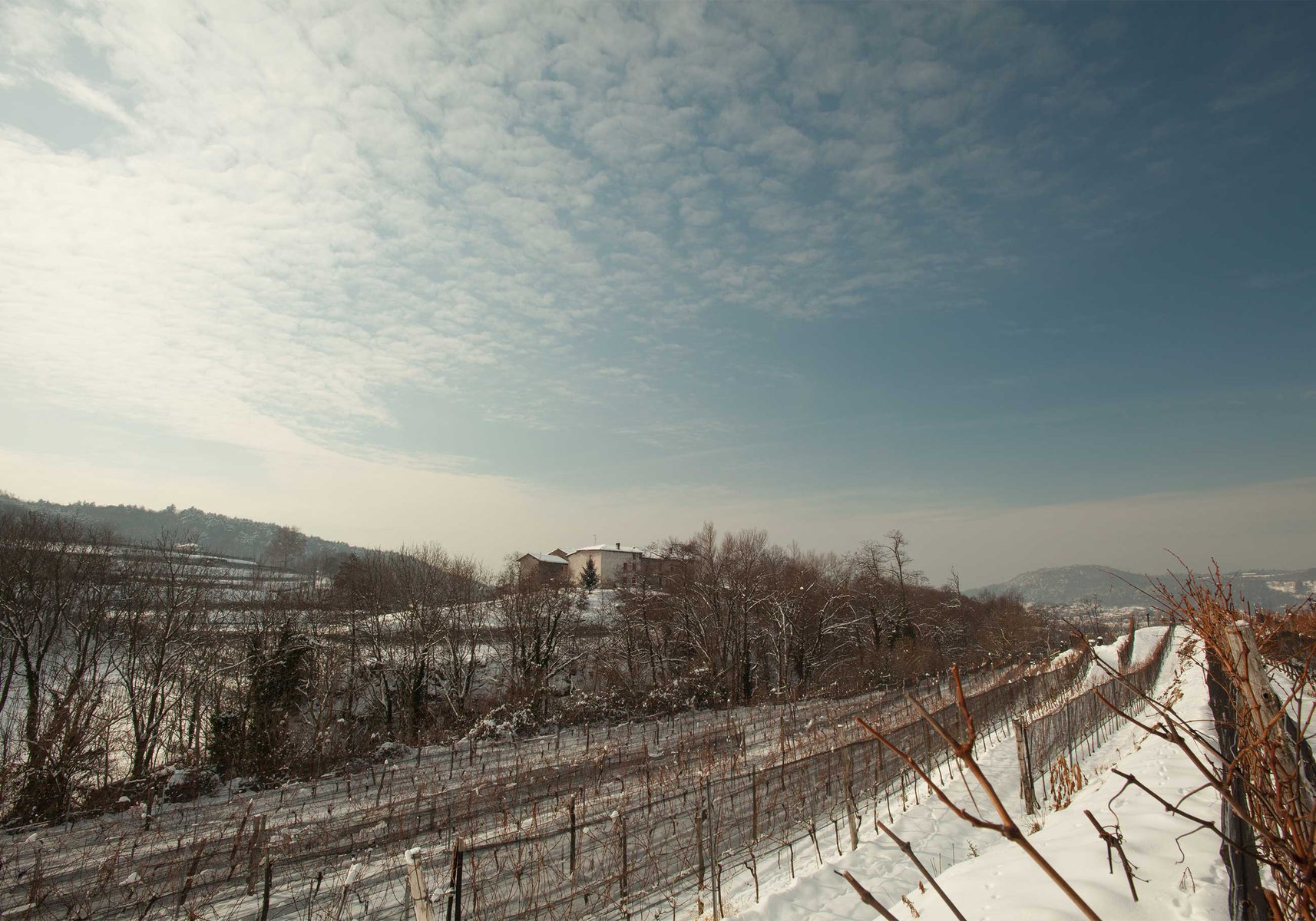 Das Tessin produziert neben reinsortigen puristischen Merlots hervorragende Bordeaux-Blends. Im Bild: Rebberg vom Gut Kopp von der Crone Visini.