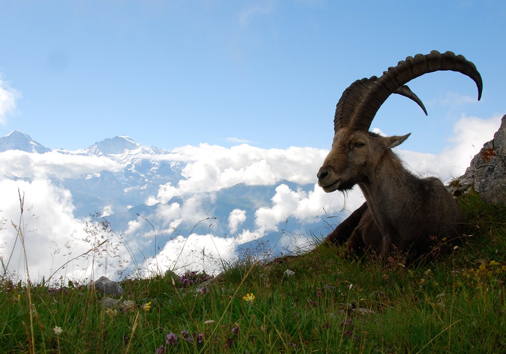 Der gerettete König der Alpen